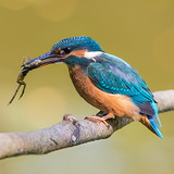 Kingfishers